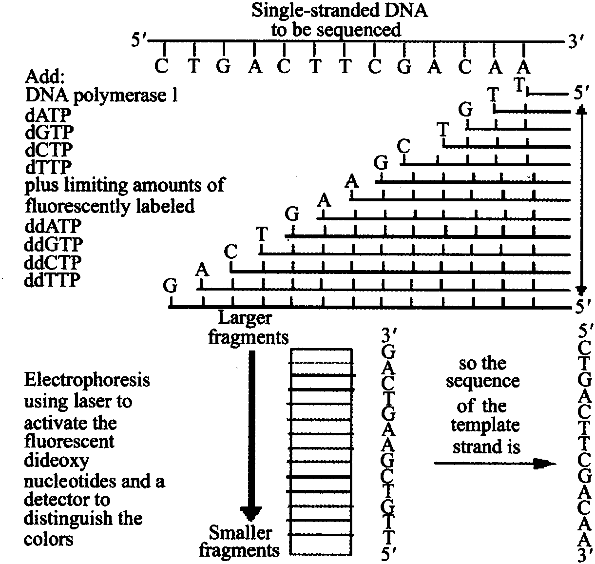 1.1.1 DNA測序原理